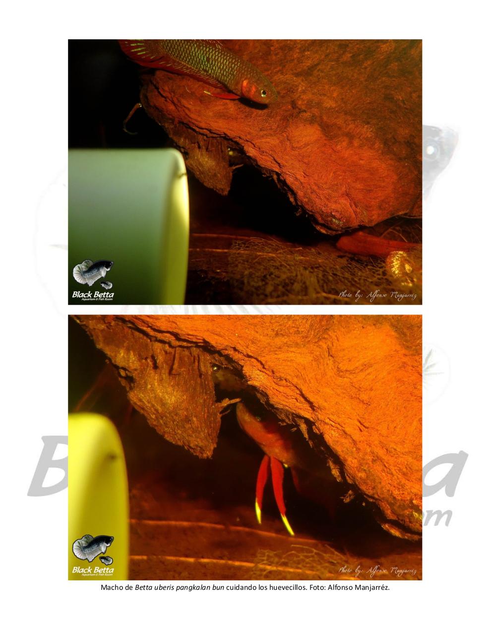 Vista previa del archivo PDF reproducci-n-del-betta-uberis-pangkalan-bun.pdf