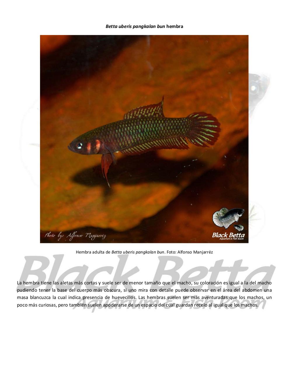 Vista previa del archivo PDF reproducci-n-del-betta-uberis-pangkalan-bun.pdf