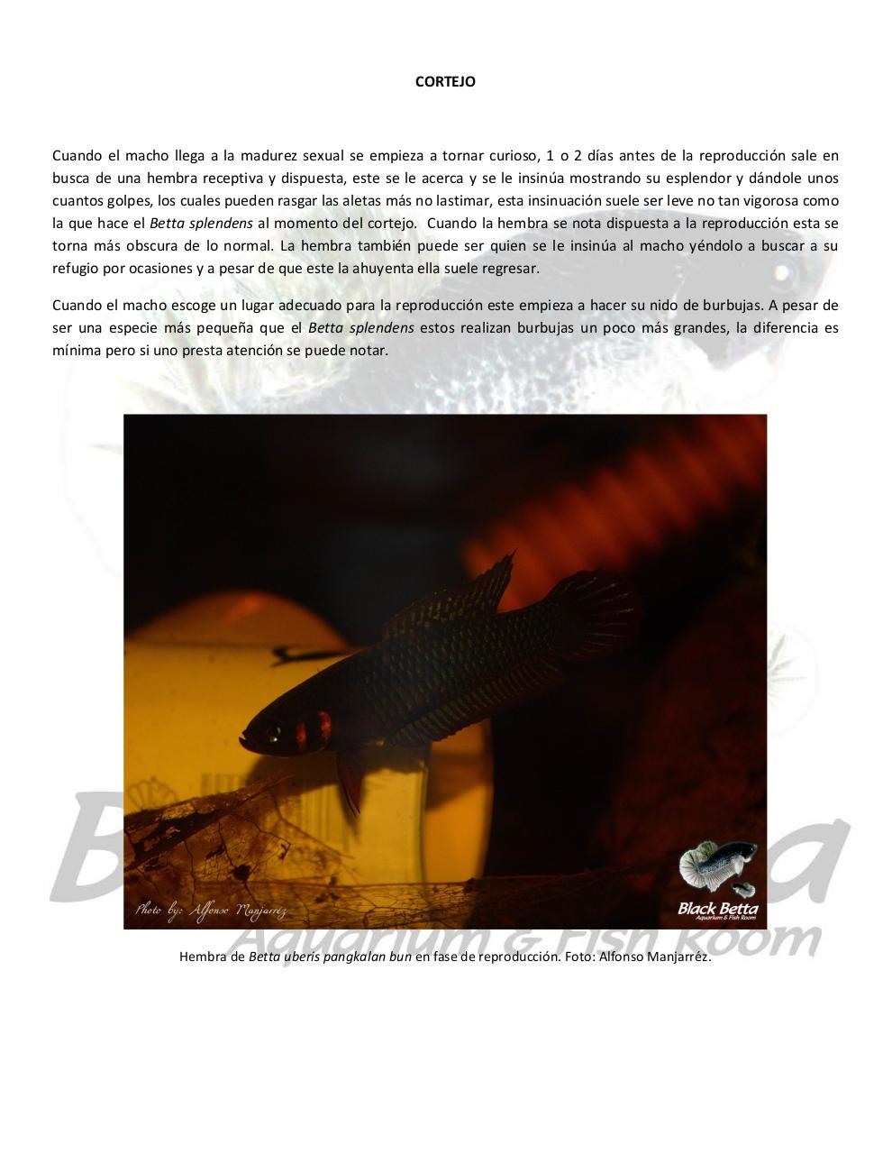 Vista previa del archivo PDF reproducci-n-del-betta-uberis-pangkalan-bun.pdf