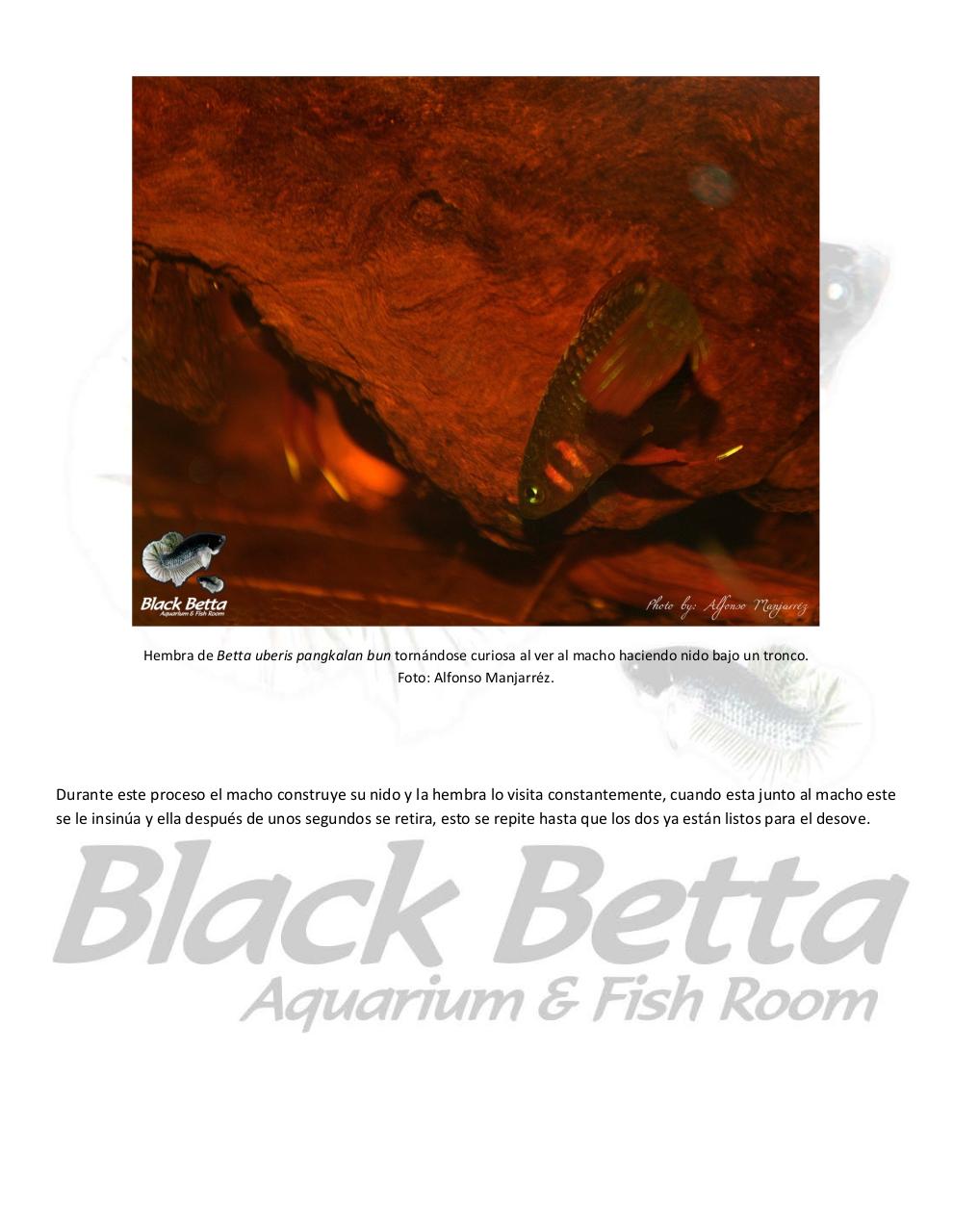 Vista previa del archivo PDF reproducci-n-del-betta-uberis-pangkalan-bun.pdf