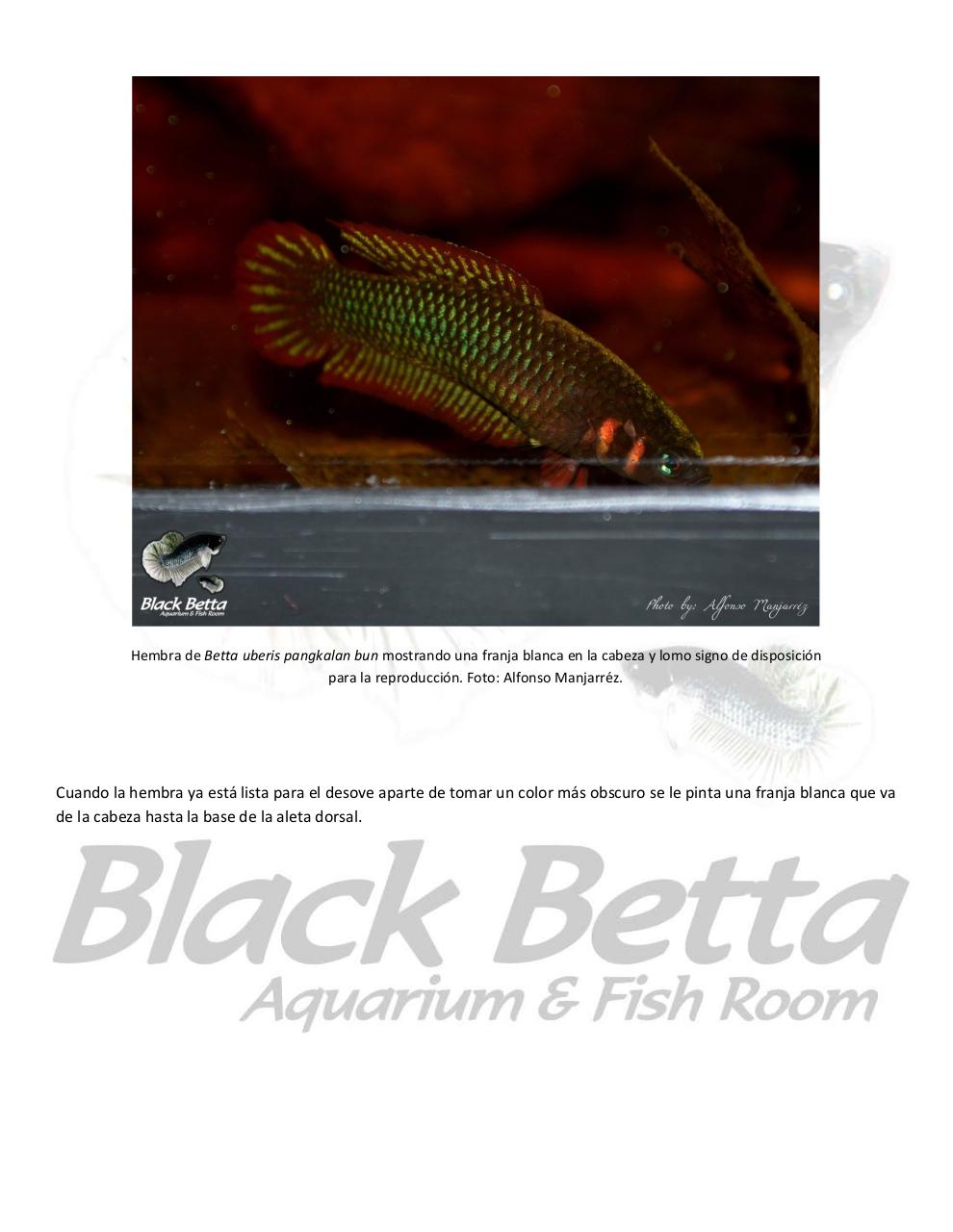 Vista previa del archivo PDF reproducci-n-del-betta-uberis-pangkalan-bun.pdf