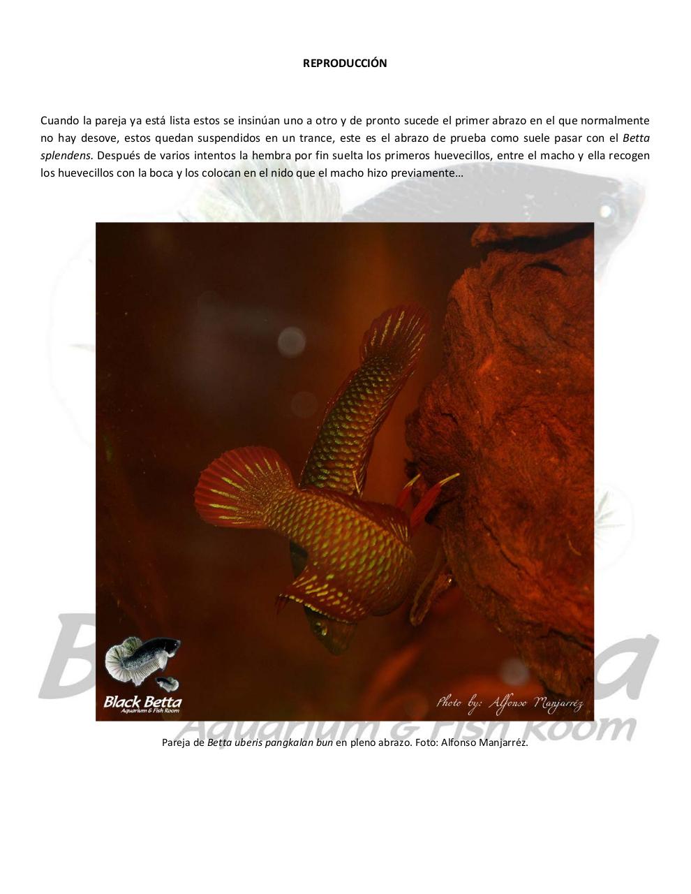 Vista previa del archivo PDF reproducci-n-del-betta-uberis-pangkalan-bun.pdf