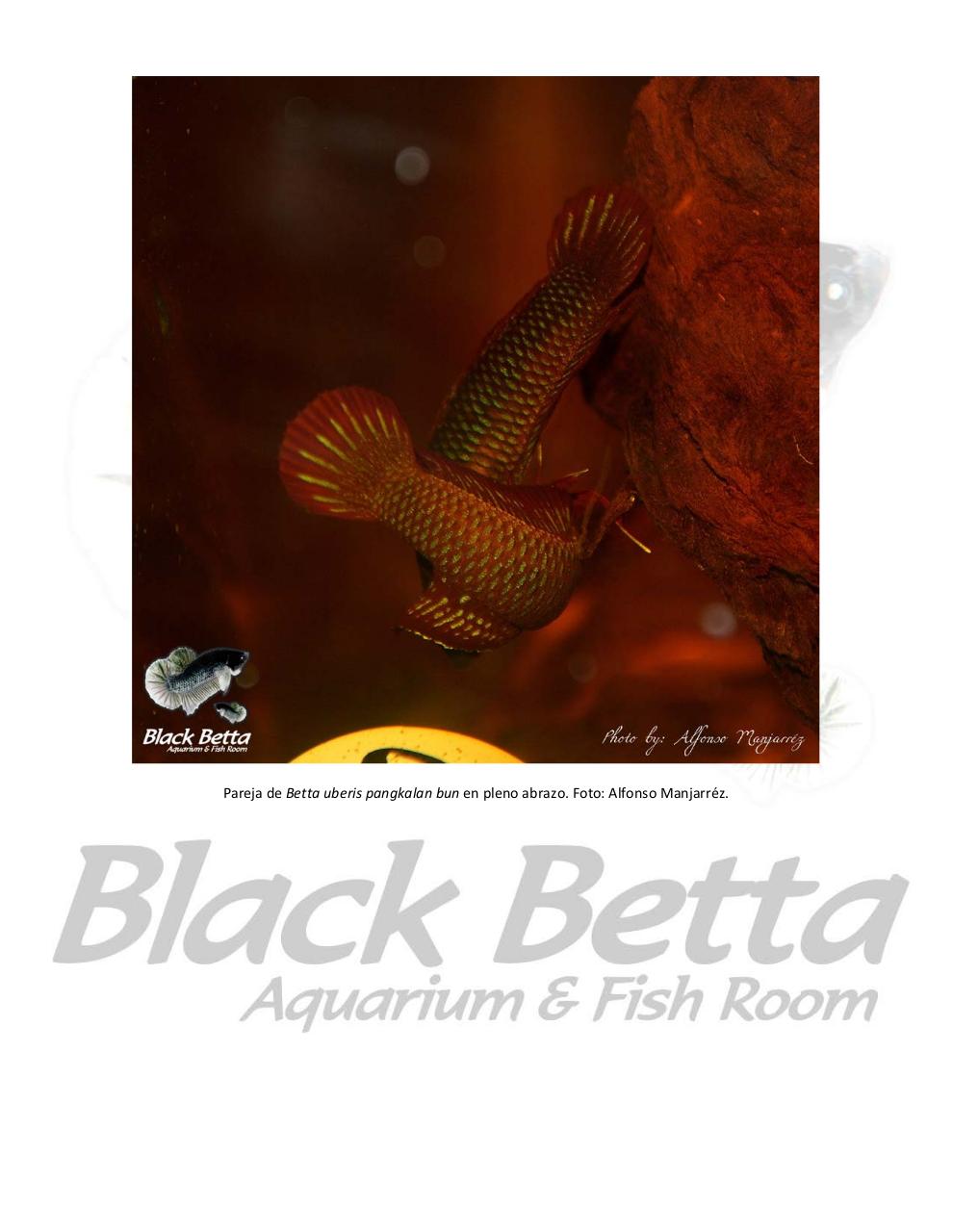 Vista previa del archivo PDF reproducci-n-del-betta-uberis-pangkalan-bun.pdf