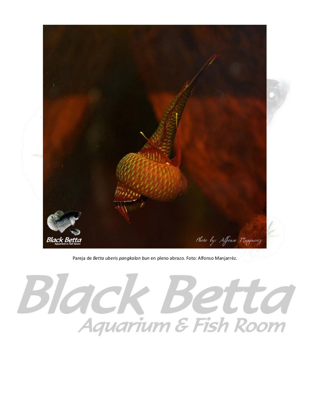 Vista previa del archivo PDF reproducci-n-del-betta-uberis-pangkalan-bun.pdf