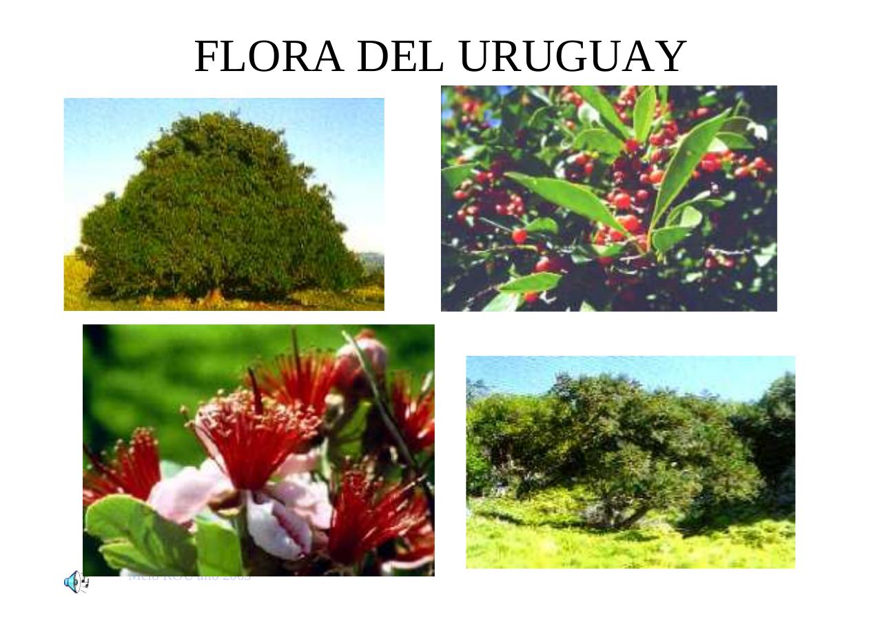 Vista previa del archivo PDF uruguayengeneral.pdf