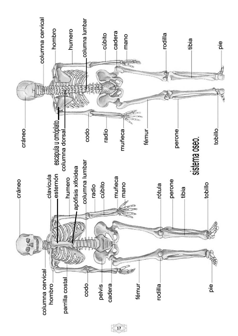 Vista previa del archivo PDF curso-b-sico-de-quiromasaje-terapeutico-2015.pdf