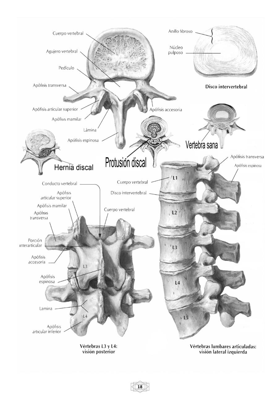 Vista previa del archivo PDF curso-b-sico-de-quiromasaje-terapeutico-2015.pdf