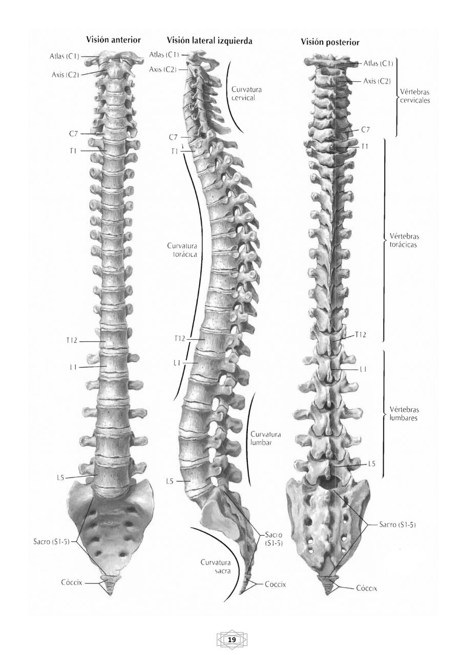 Vista previa del archivo PDF curso-b-sico-de-quiromasaje-terapeutico-2015.pdf