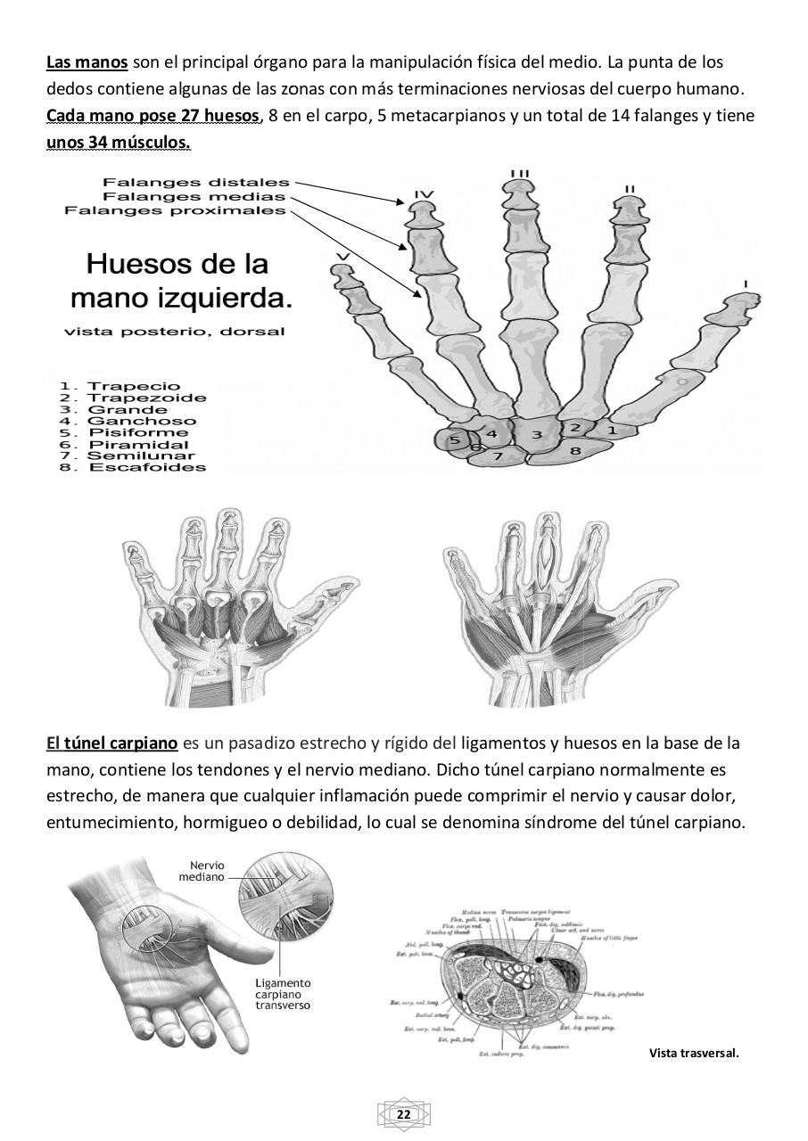 Vista previa del archivo PDF curso-b-sico-de-quiromasaje-terapeutico-2015.pdf