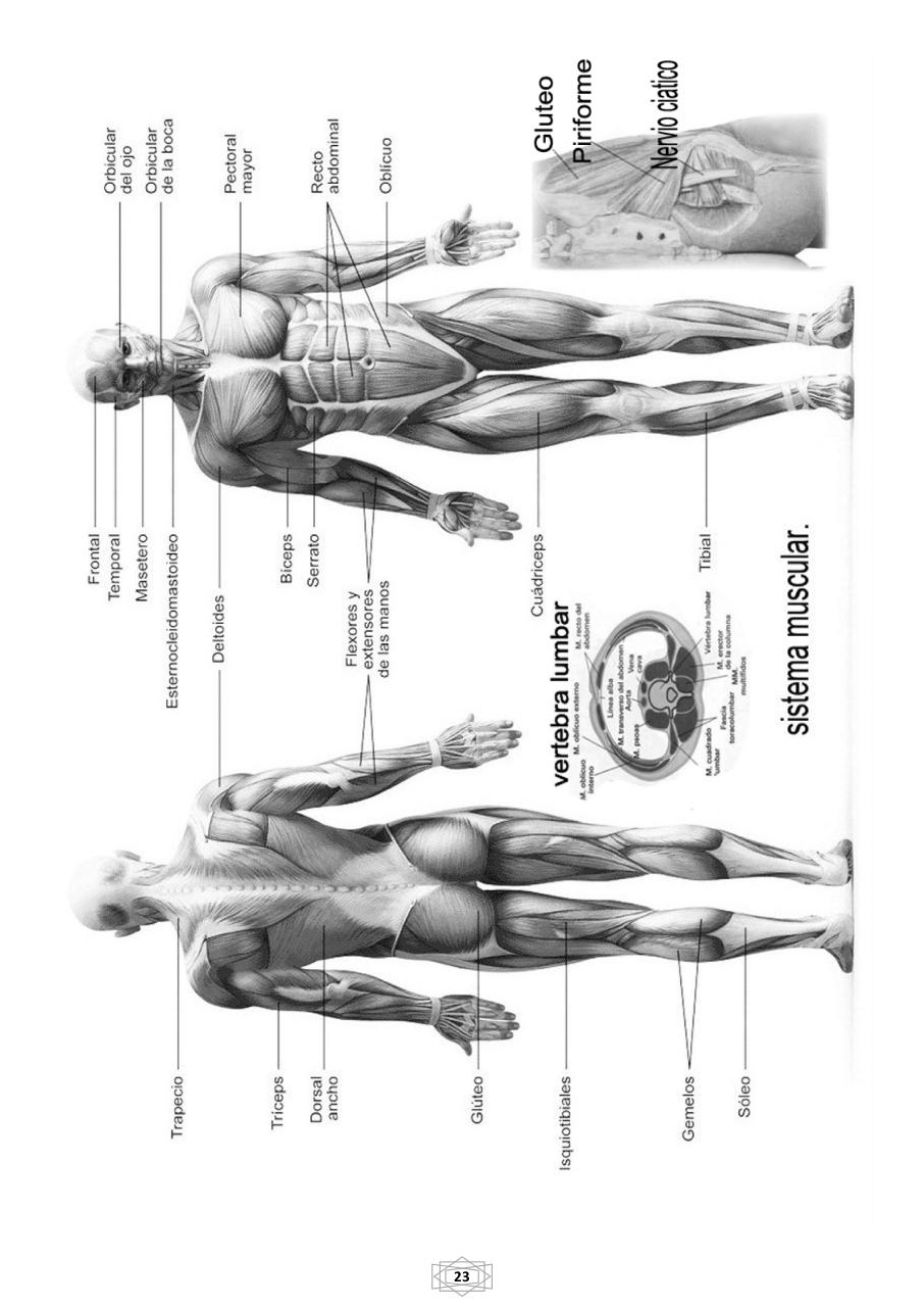 Vista previa del archivo PDF curso-b-sico-de-quiromasaje-terapeutico-2015.pdf