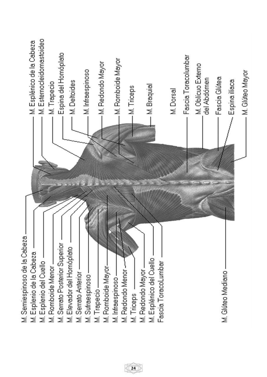 Vista previa del archivo PDF curso-b-sico-de-quiromasaje-terapeutico-2015.pdf