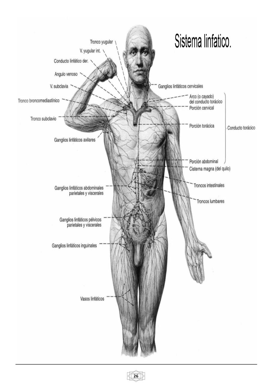 Vista previa del archivo PDF curso-b-sico-de-quiromasaje-terapeutico-2015.pdf