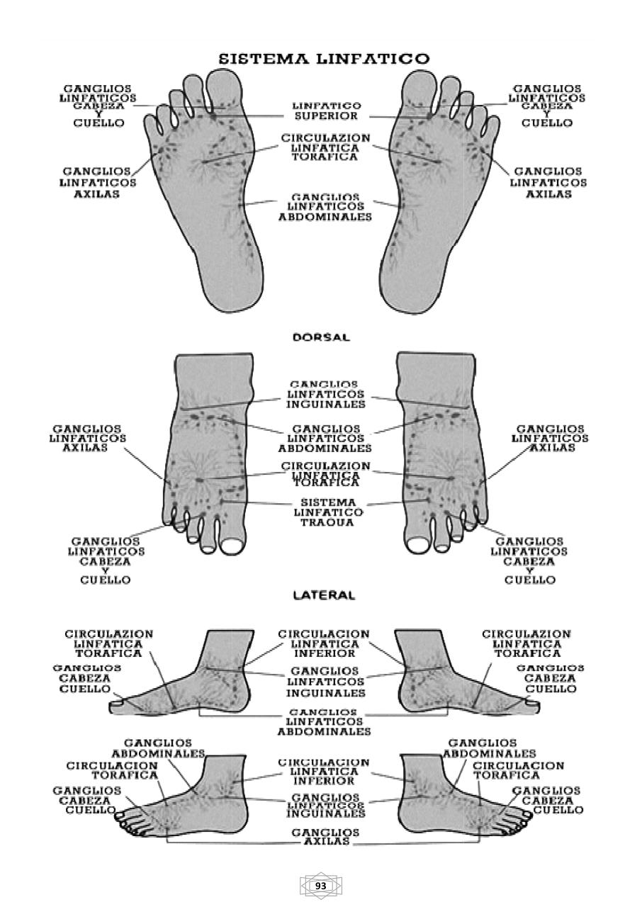 Vista previa del archivo PDF curso-b-sico-de-quiromasaje-terapeutico-2015.pdf