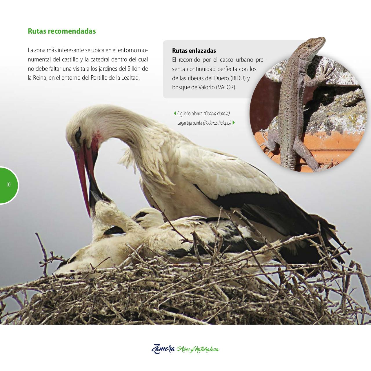 Vista previa del archivo PDF gu-a-aves-y-naturaleza-2017.pdf