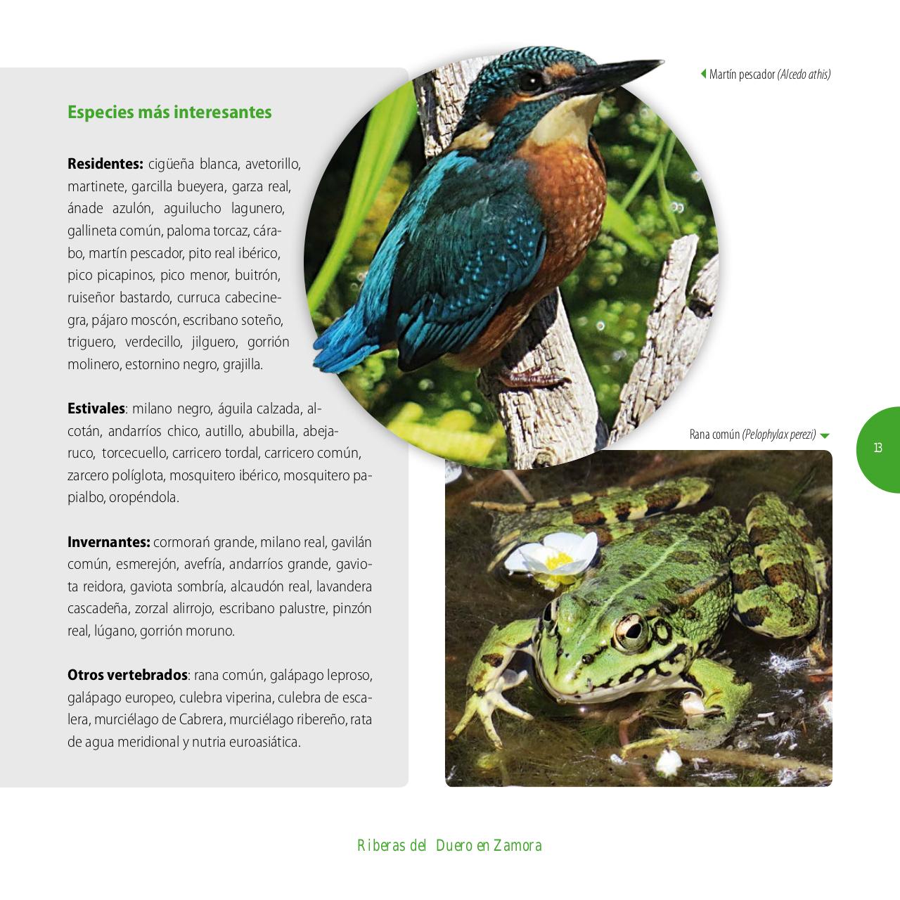 Vista previa del archivo PDF gu-a-aves-y-naturaleza-2017.pdf
