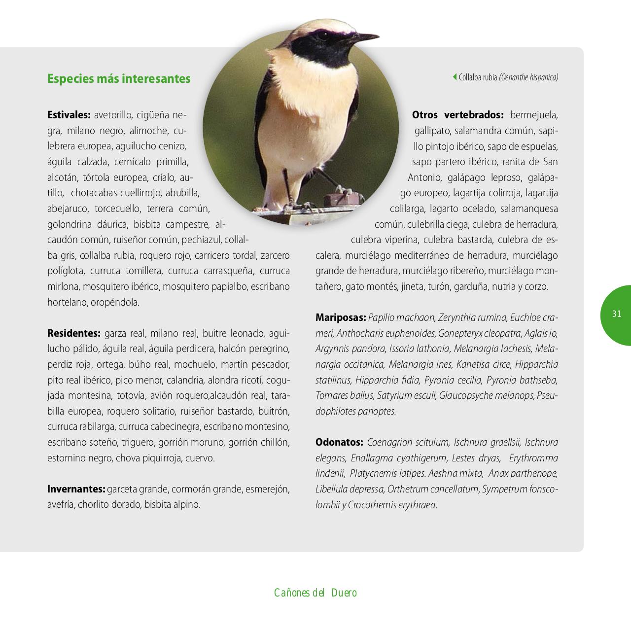 Vista previa del archivo PDF gu-a-aves-y-naturaleza-2017.pdf