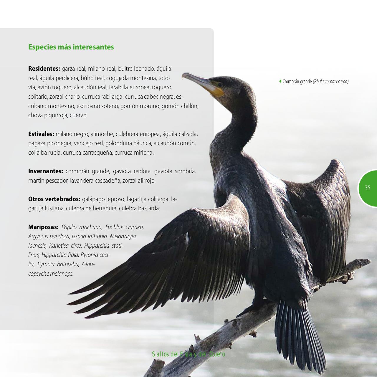 Vista previa del archivo PDF gu-a-aves-y-naturaleza-2017.pdf