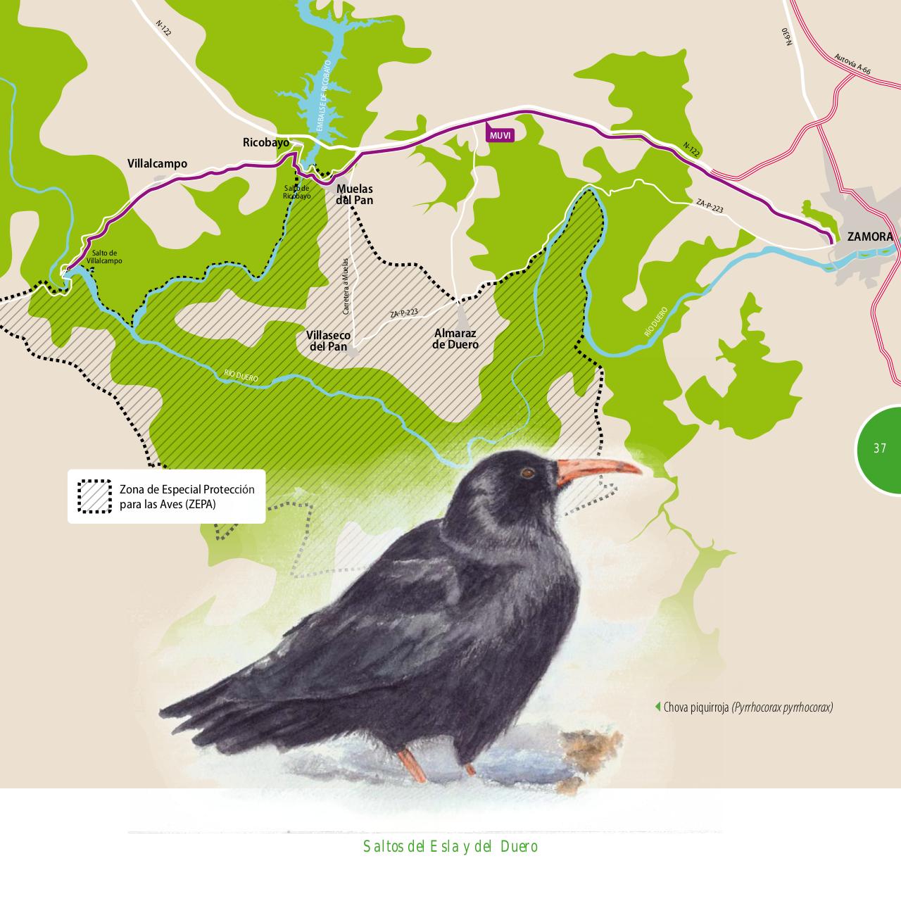 Vista previa del archivo PDF gu-a-aves-y-naturaleza-2017.pdf