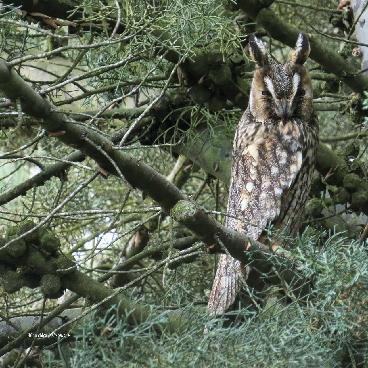 Vista previa del archivo PDF gu-a-aves-y-naturaleza-2017.pdf