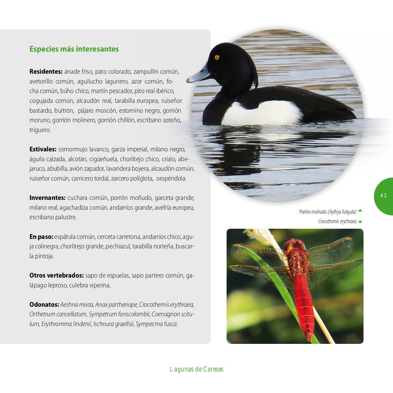 Vista previa del archivo PDF gu-a-aves-y-naturaleza-2017.pdf