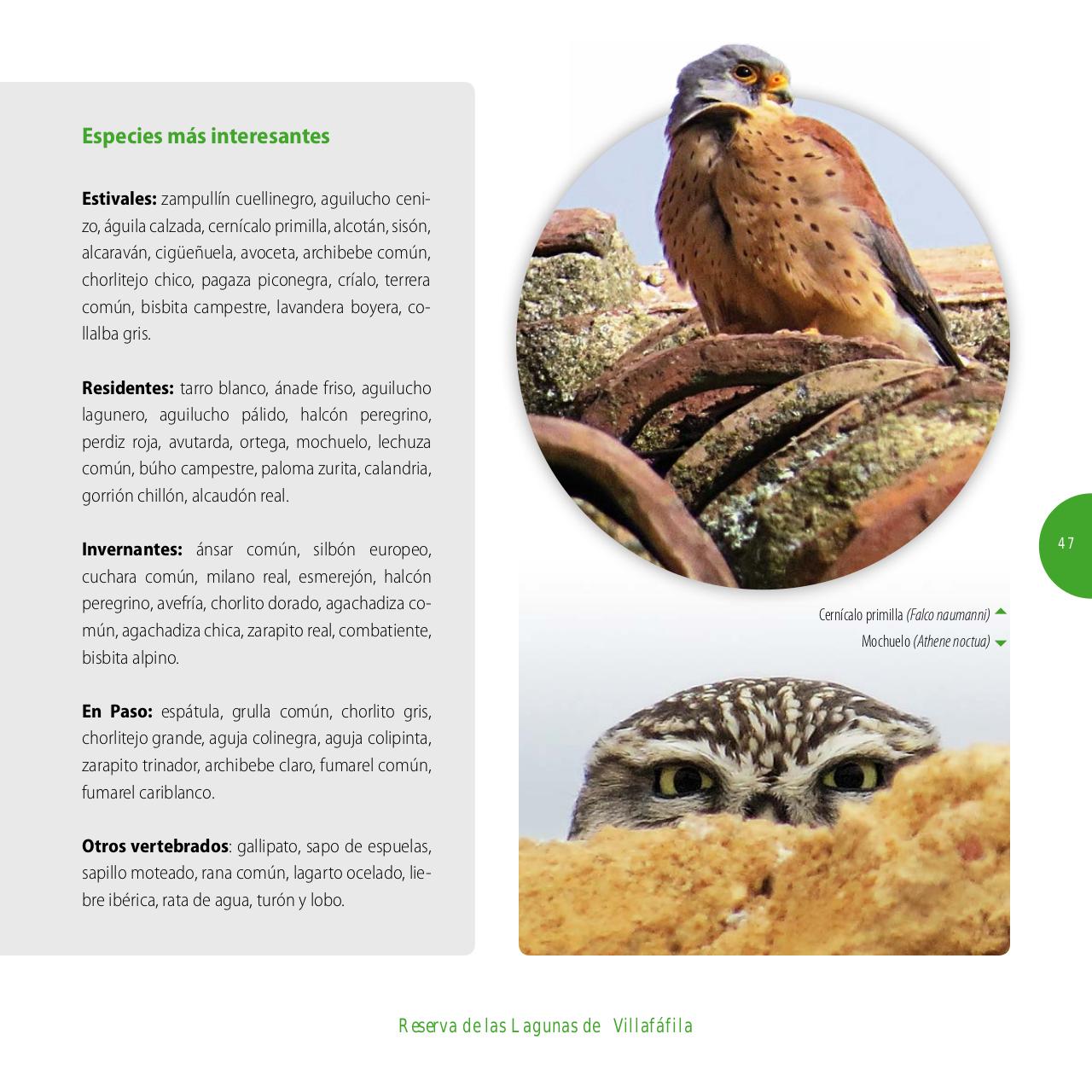 Vista previa del archivo PDF gu-a-aves-y-naturaleza-2017.pdf