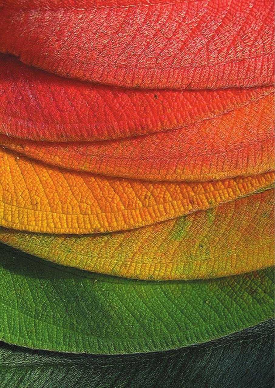 Vista previa del archivo PDF revista-2017.pdf