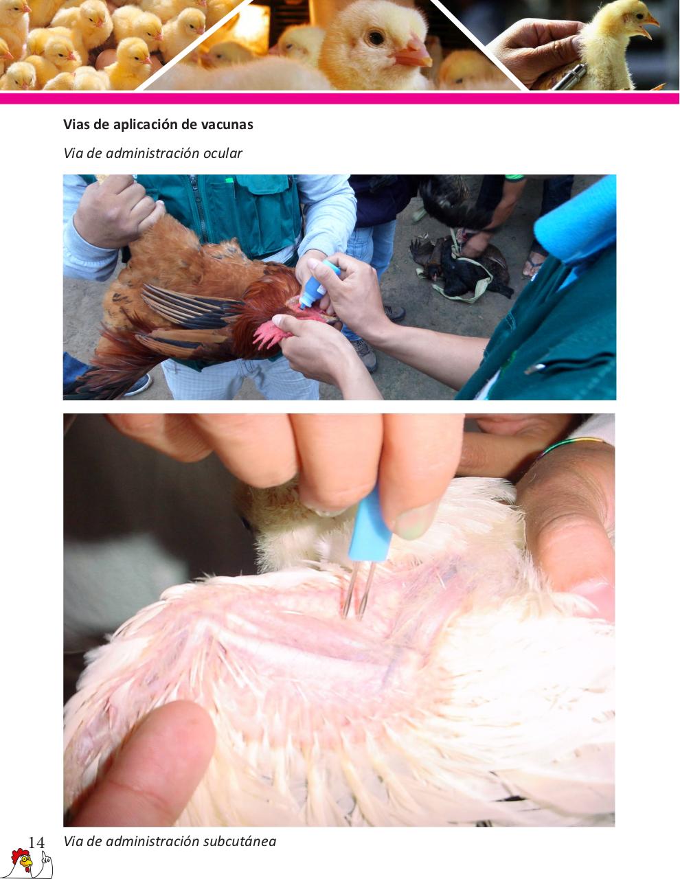 Vista previa del archivo PDF cartilla-gallinas-de-ponedoras-revisado-2019.pdf