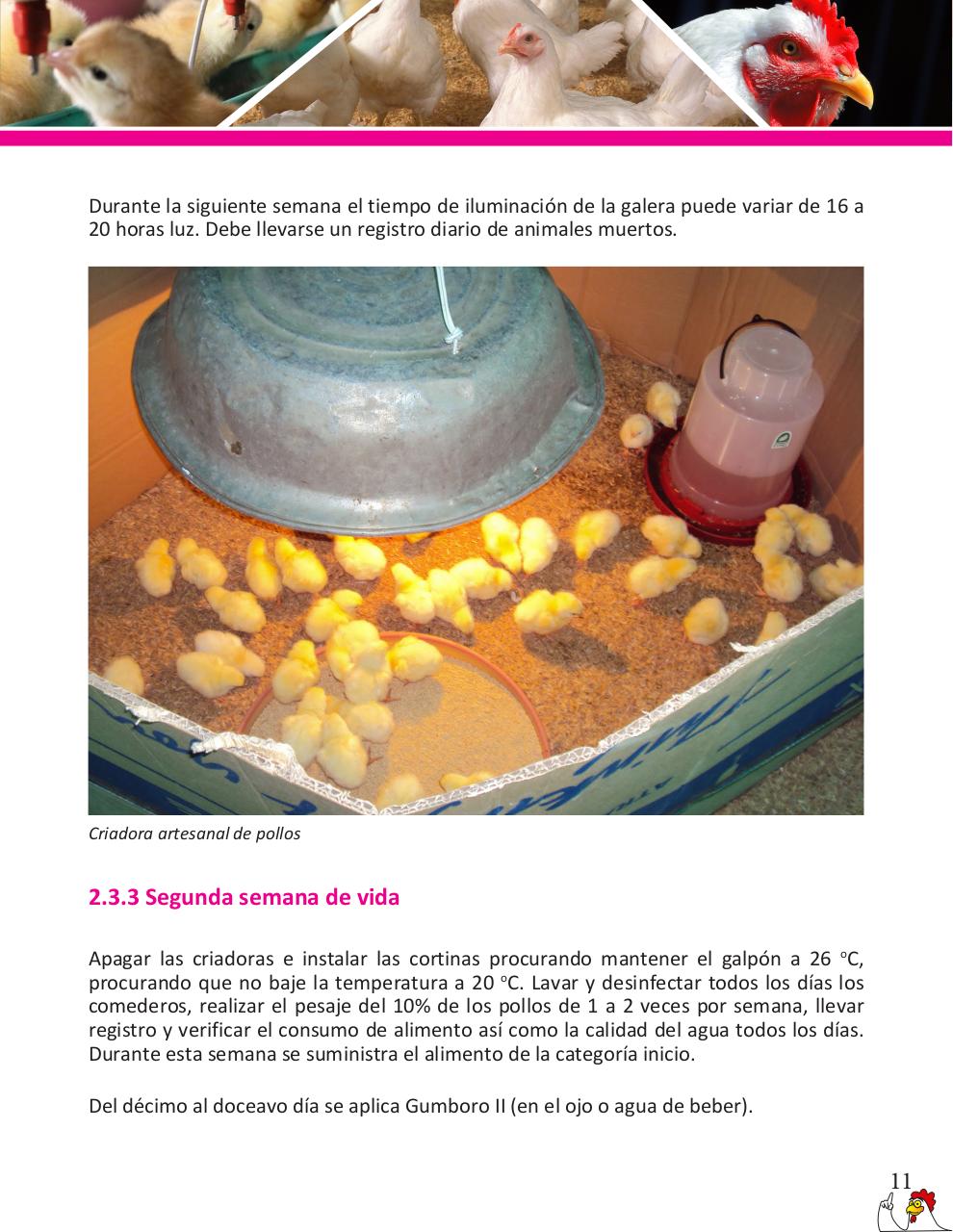 Vista previa del archivo PDF cartilla-pollos-de-engorde-revisado.pdf