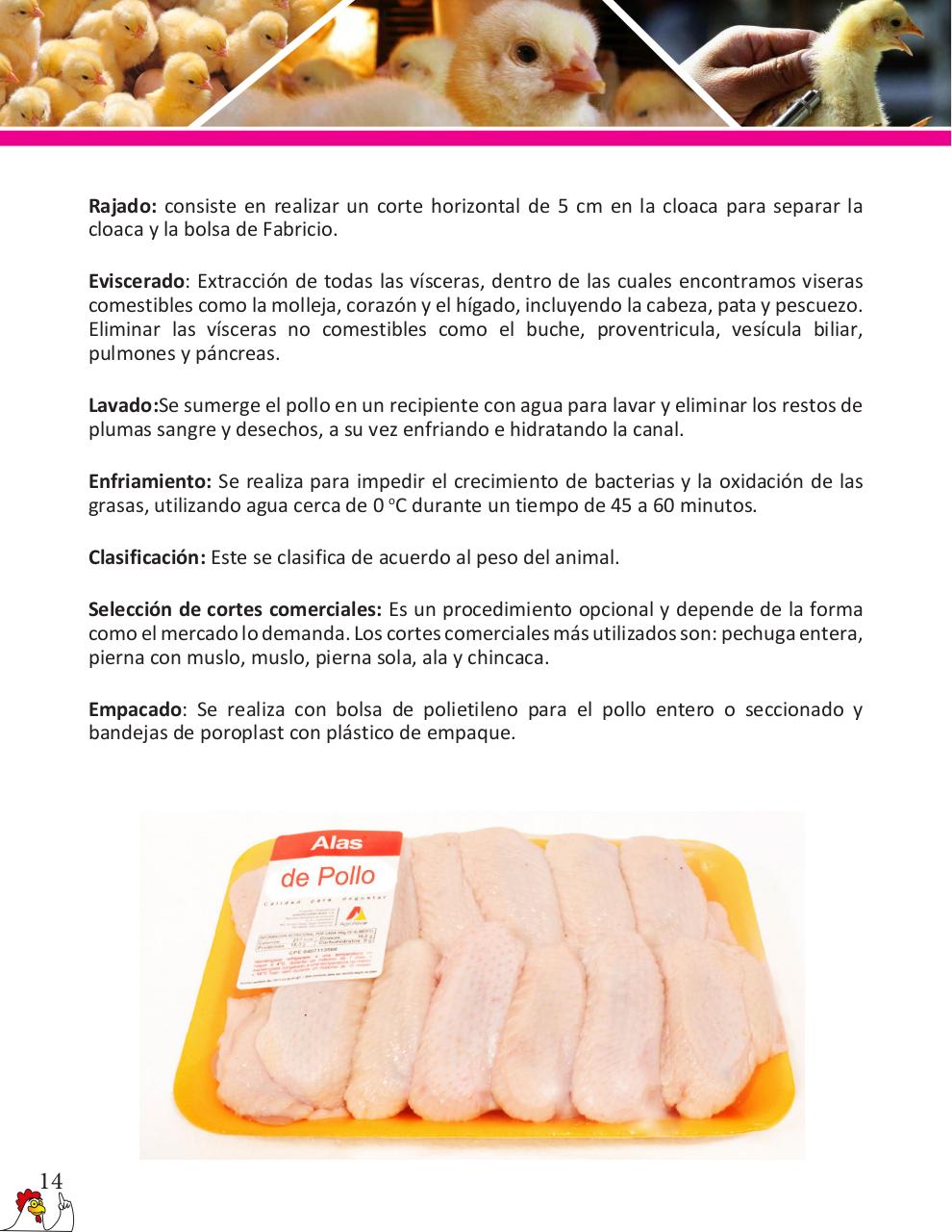 Vista previa del archivo PDF cartilla-pollos-de-engorde-revisado.pdf
