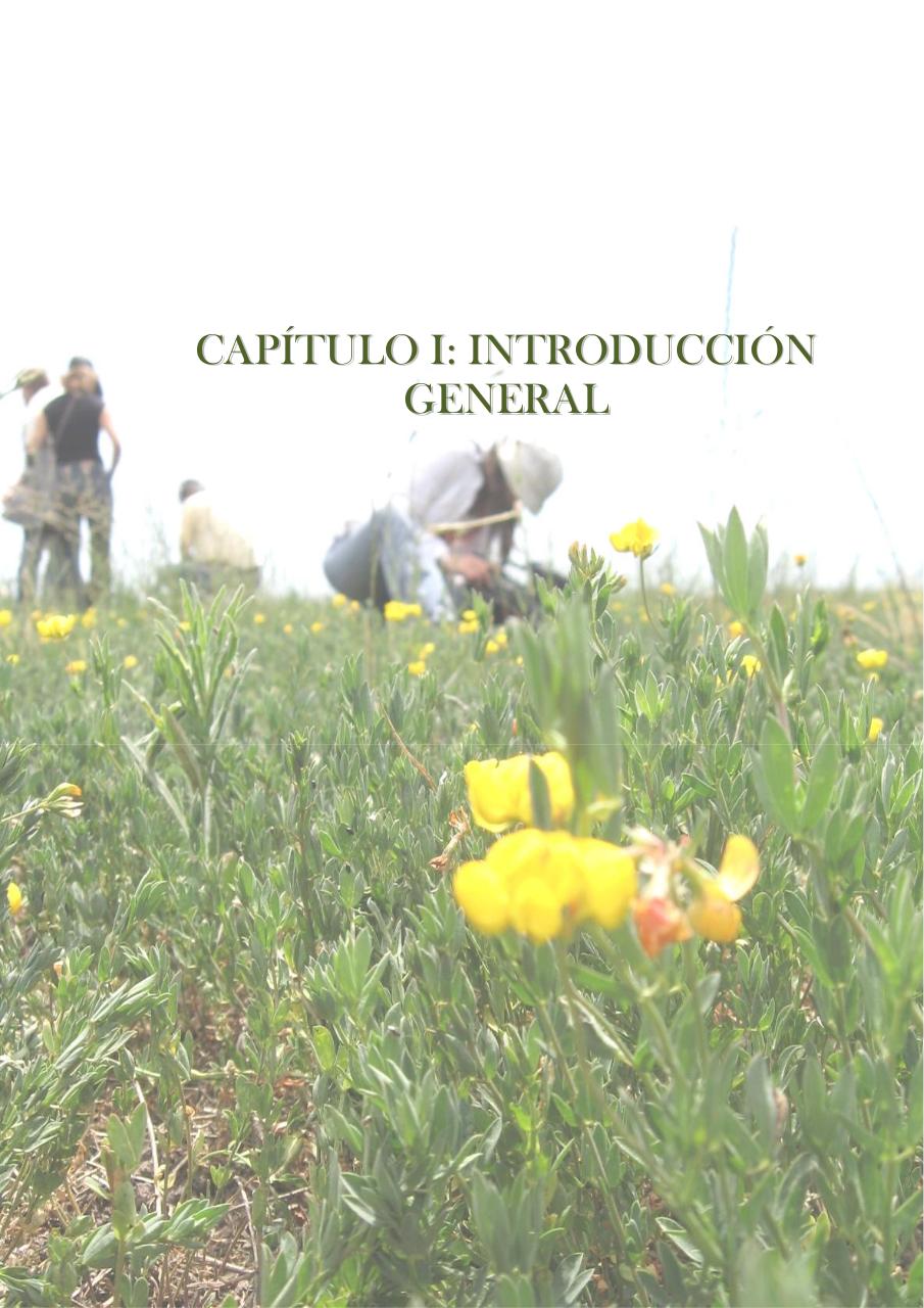 Vista previa del archivo PDF paz-rosalia---tesis-doctoral.pdf