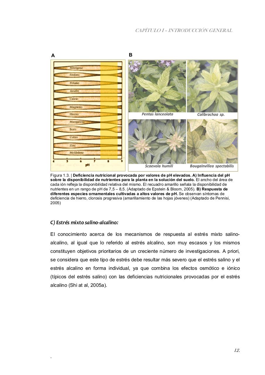 Vista previa del archivo PDF paz-rosalia---tesis-doctoral.pdf