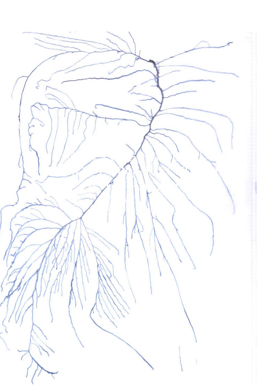 Vista previa del archivo PDF paz-rosalia---tesis-doctoral.pdf