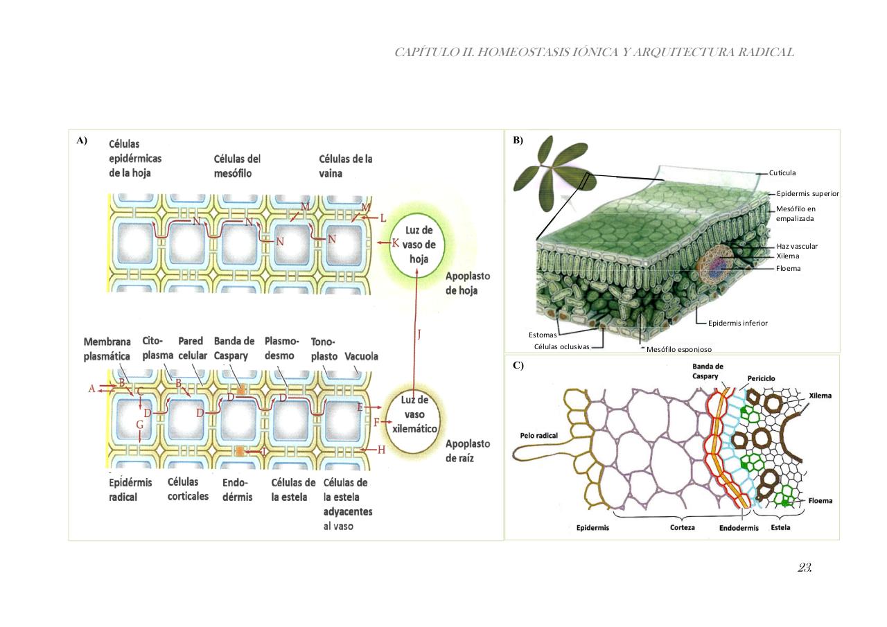 Vista previa del archivo PDF paz-rosalia---tesis-doctoral.pdf