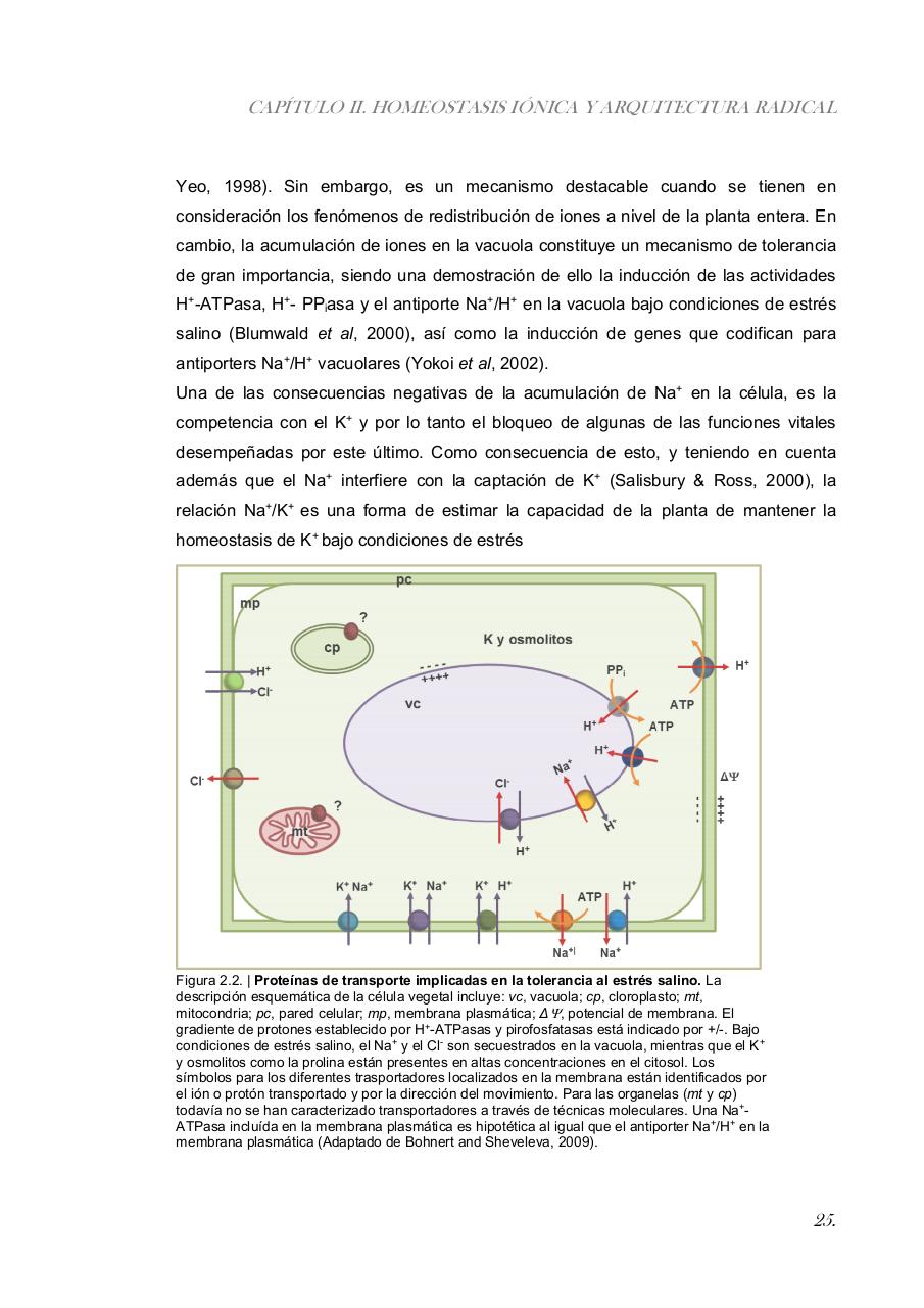 Vista previa del archivo PDF paz-rosalia---tesis-doctoral.pdf