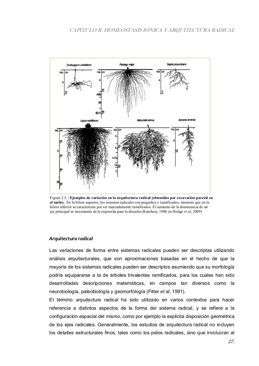 Vista previa del archivo PDF paz-rosalia---tesis-doctoral.pdf