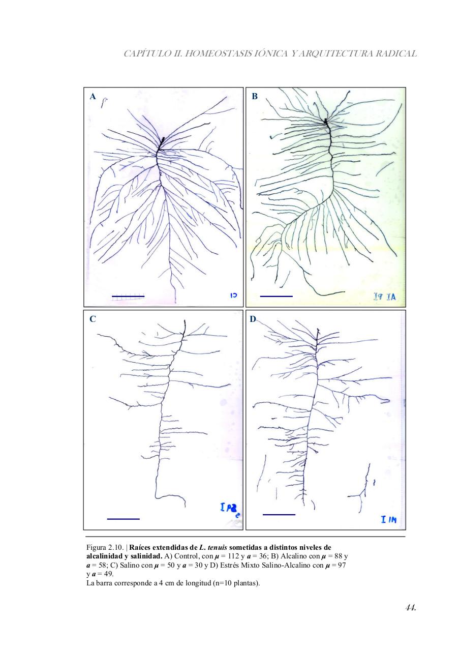 Vista previa del archivo PDF paz-rosalia---tesis-doctoral.pdf