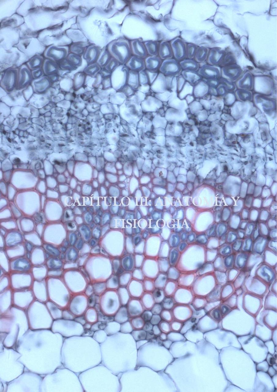 Vista previa del archivo PDF paz-rosalia---tesis-doctoral.pdf