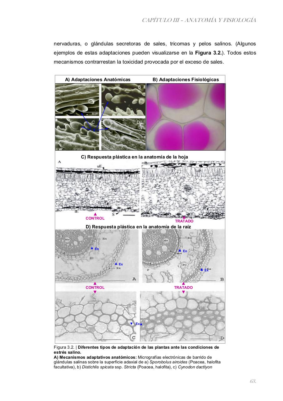 Vista previa del archivo PDF paz-rosalia---tesis-doctoral.pdf