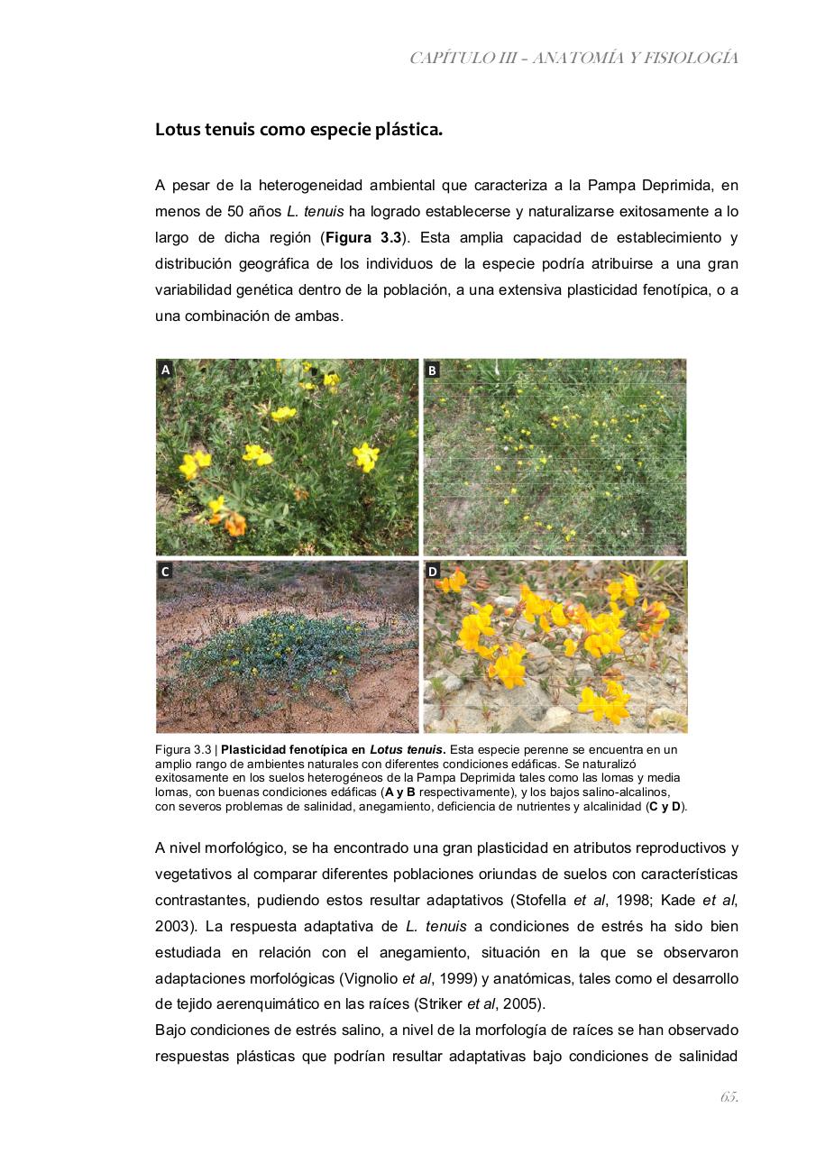 Vista previa del archivo PDF paz-rosalia---tesis-doctoral.pdf