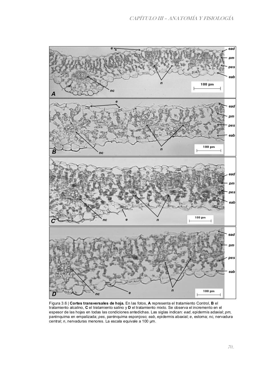 Vista previa del archivo PDF paz-rosalia---tesis-doctoral.pdf