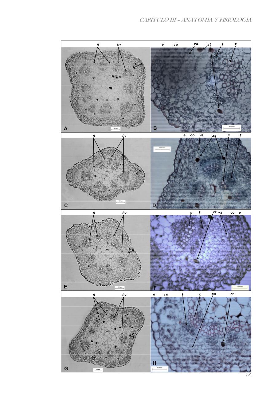 Vista previa del archivo PDF paz-rosalia---tesis-doctoral.pdf