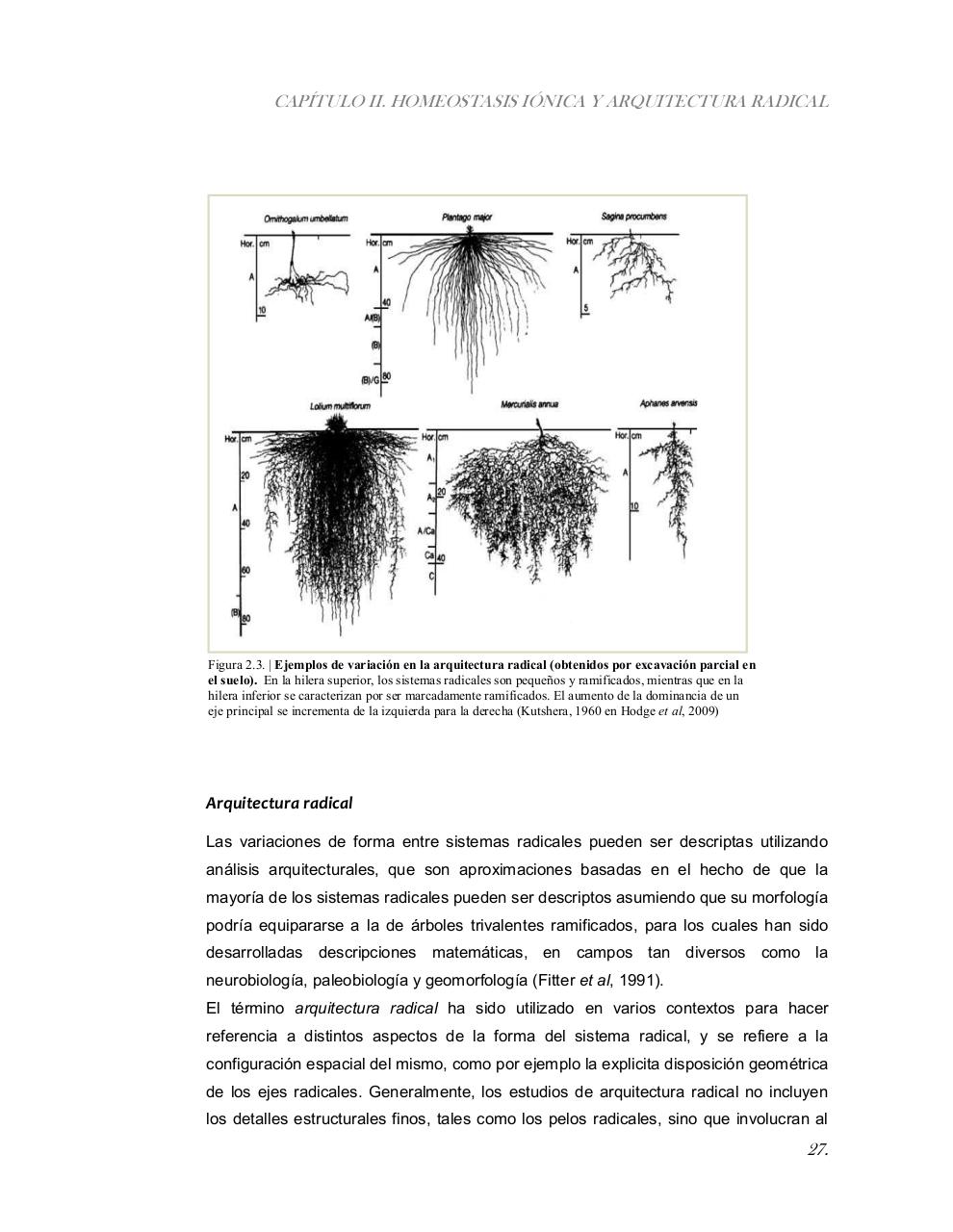 Vista previa del archivo PDF tesis-completa.pdf