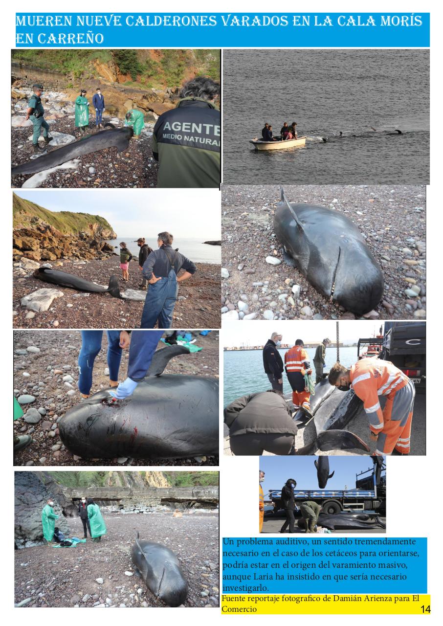 Vista previa del archivo PDF revista-numero-25-cands-en-la-memoria.pdf