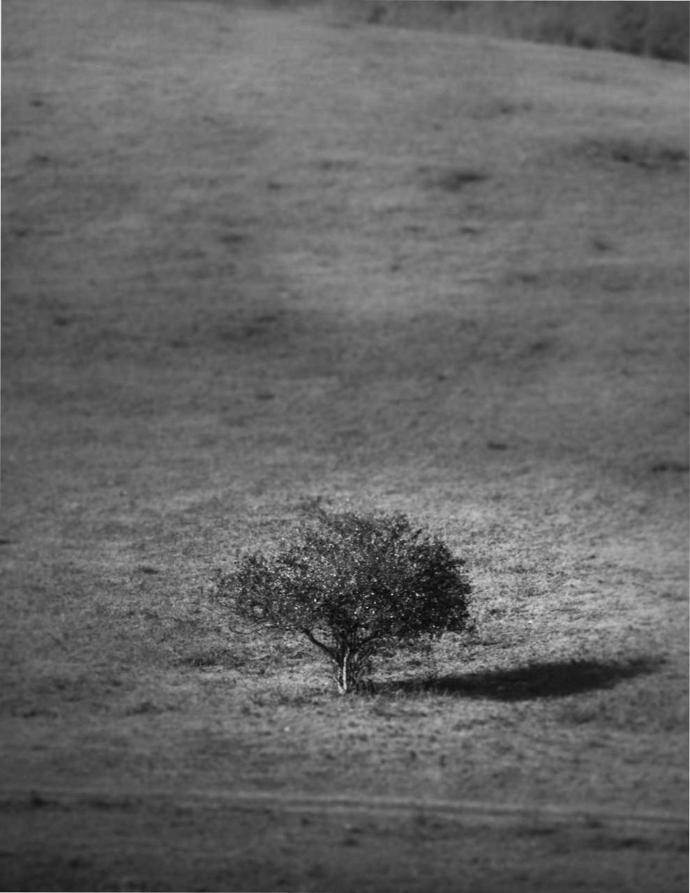 Vista previa del archivo PDF catalogomanuelcansecopaisajes2021.pdf