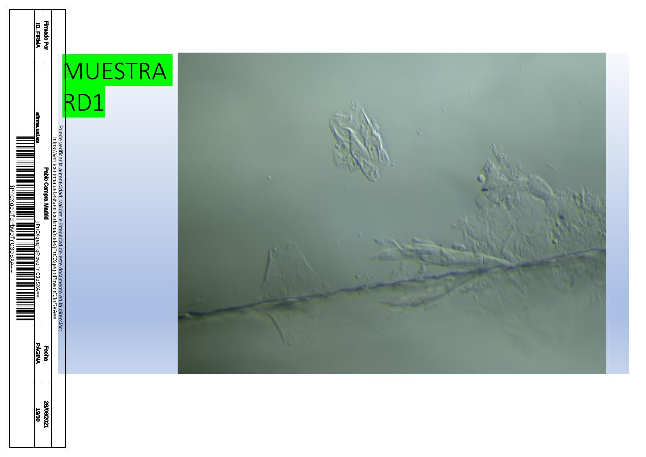 Vista previa del archivo PDF microscopiadevialcorminatydrcamprafirmae1horizontal1.pdf