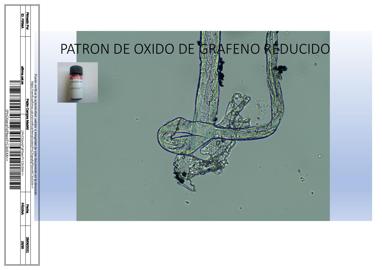 Vista previa del archivo PDF microscopiadevialcorminatydrcamprafirmae1horizontal1.pdf