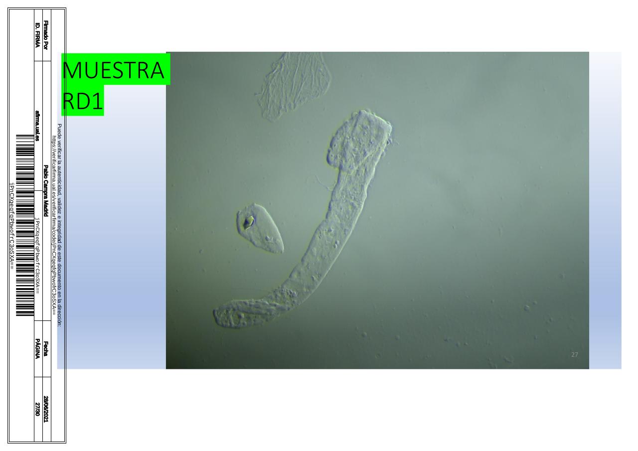 Vista previa del archivo PDF microscopiadevialcorminatydrcamprafirmae1horizontal1.pdf