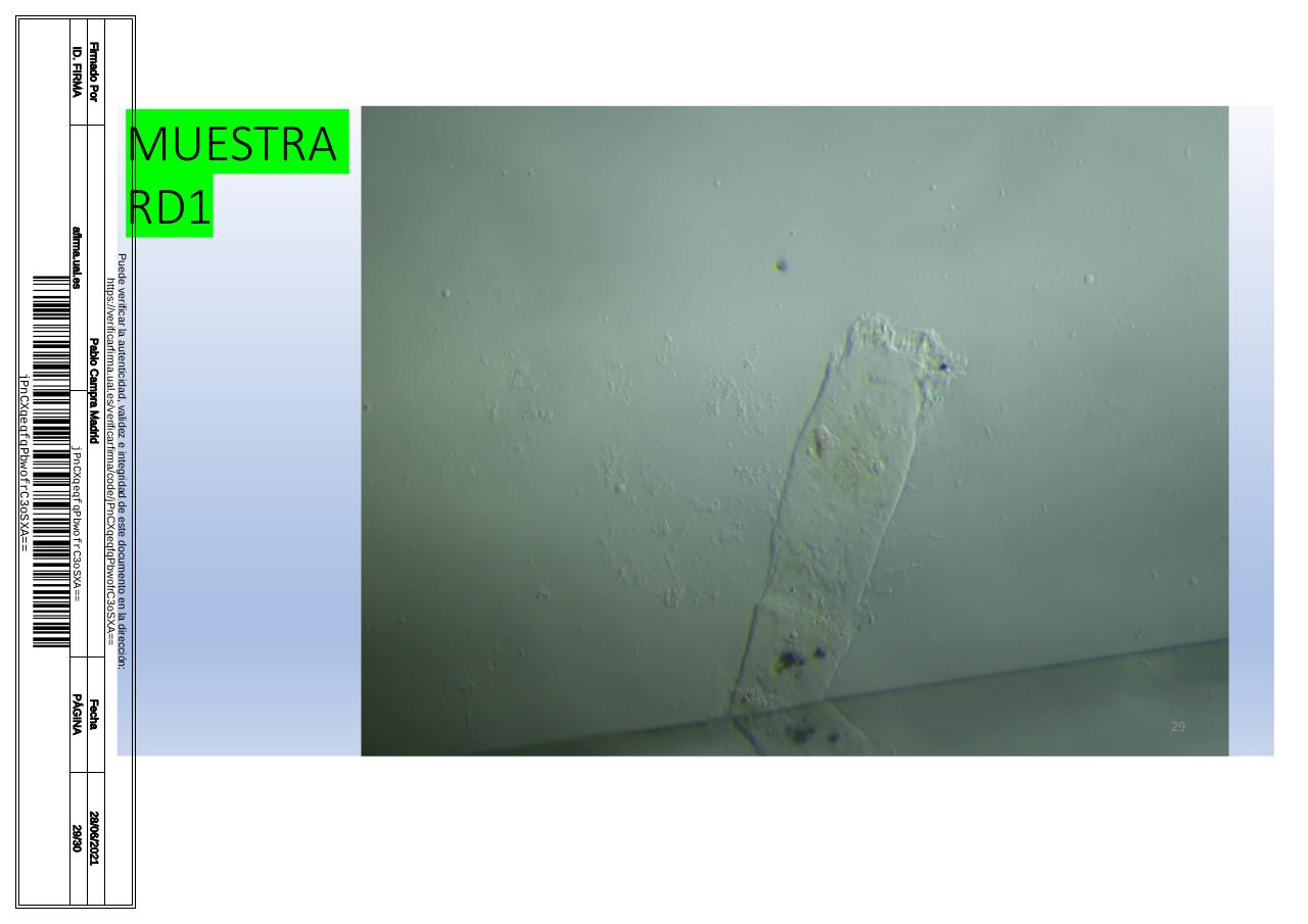 Vista previa del archivo PDF microscopiadevialcorminatydrcamprafirmae1horizontal1.pdf