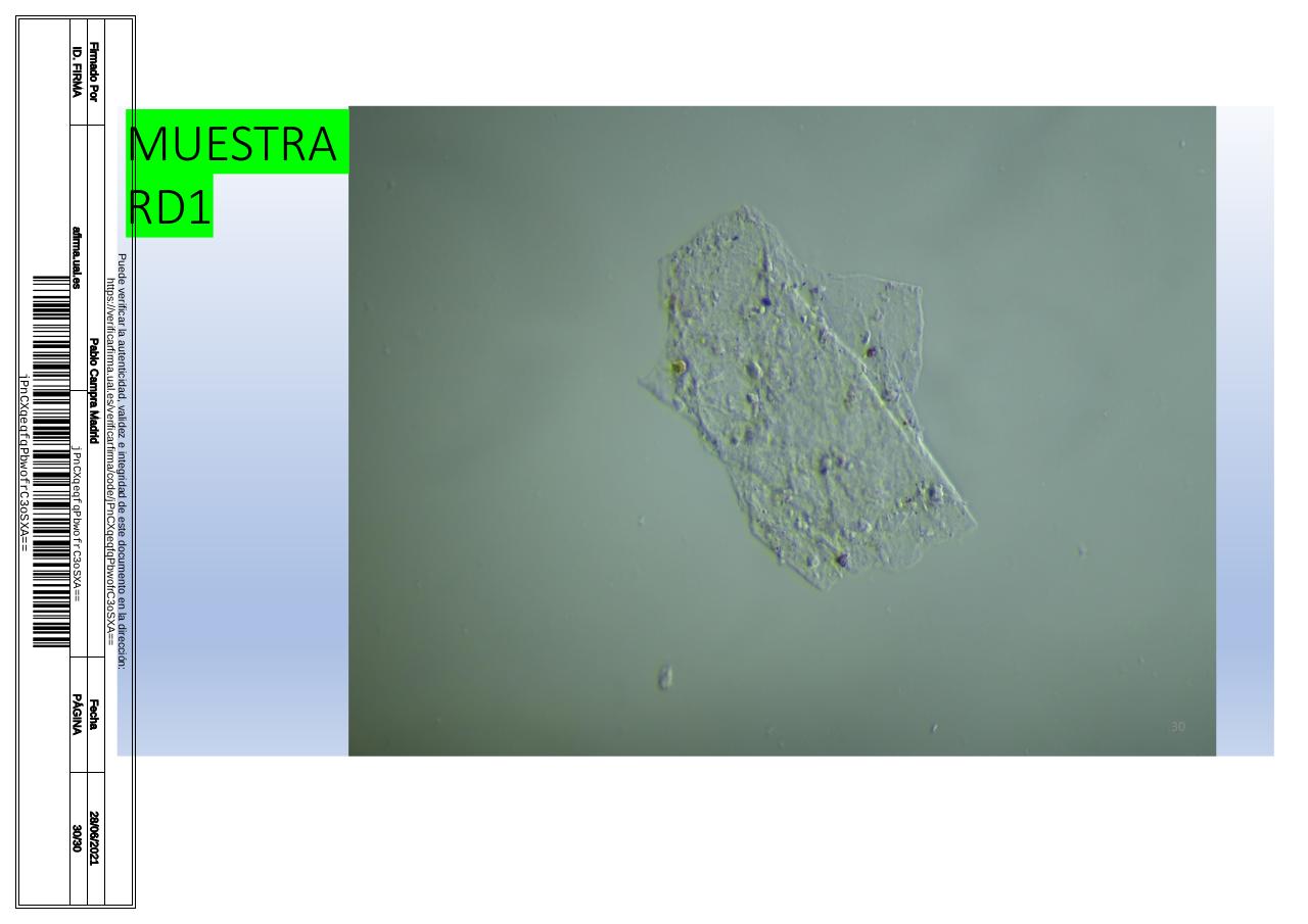 Vista previa del archivo PDF microscopiadevialcorminatydrcamprafirmae1horizontal1.pdf