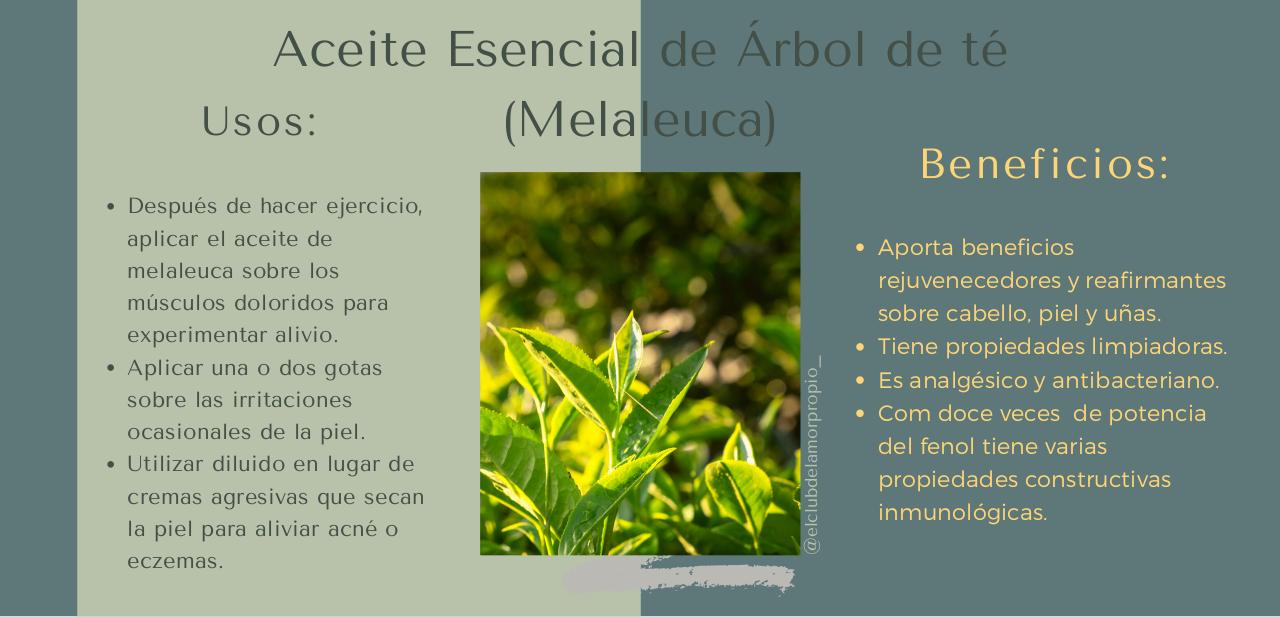 Vista previa del archivo PDF guia-aceites-esenciales-.pdf